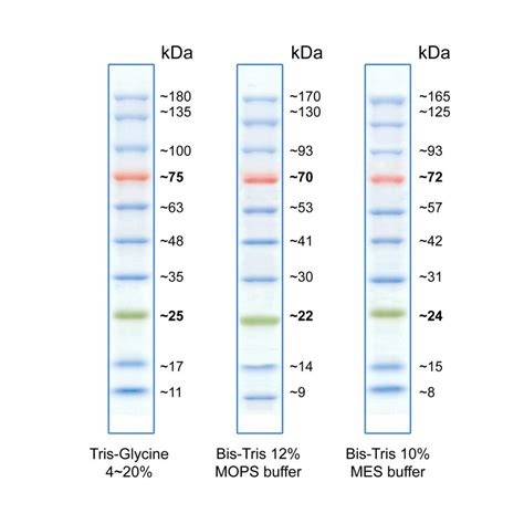 precision protein ladder|Protein Markers and Ladders